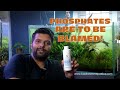 Ideal Phosphate Levels In Planted Aquarium