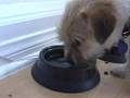 Border Terrier video