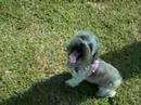 Bella in the Grass