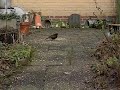 Merel vliegt van voerplaats weg