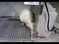 Condicionamento operante - Ratinho Cérebro