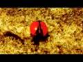 Cannonball Damien Rice