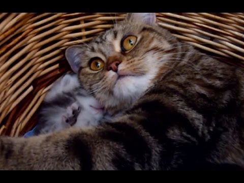 Kittensyoutube on Twee Weken Oud Kitten Wordt Overstelpt Door Liefde Te Schattig