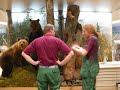 karhudioraamaa rakennetaan helsingin luonnontieteelliseen museon suomen luonto -n�yttelyyn kev��ll� 2008. seppo polameri tekee aluksi taustamaalauksen, jonka j�lkeen konservaattorit tuovat paikalle t�ytetyt karhut ja muut el�imet sek� viimeistelev�t dioraaman. rakentaminen kesti yhteens� noin kuukauden.

bear diorama is being built at the natural history museum in helsinki, finland. seppo polameri starts by painting the background. after that stuffed animals are installed and the diorama finished off. the video covers about one month.