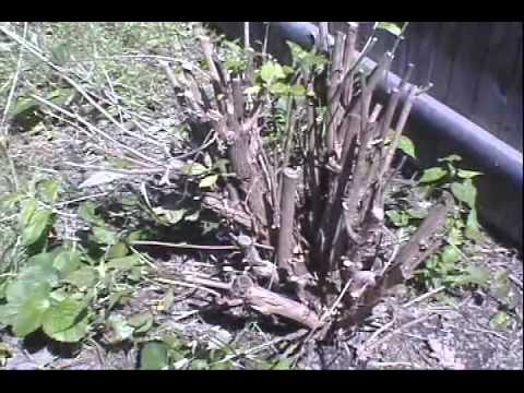 how to transplant butterfly bushes
