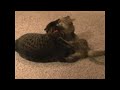CAT VS KITTEN