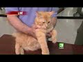 adopt-a-pet-at-jazzy-cat-show.html