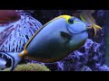 400 Gallon Starfire Salt Water Reef Tank HD