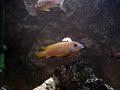 Metriaclima Callainos Pearl White