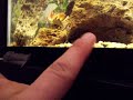 Mean red claw crab Mean red claw crab