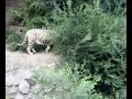 Bengal Tiger