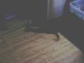 Lizard attacks Cat