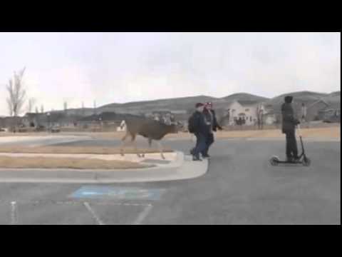 VIDEO: Kids Walking Home From School Make A New Friend
