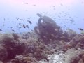 Dive Balicasag Nov 2009 [HQ]