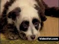 Pandog