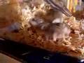 Minihamsterz 2