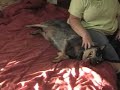Cattle Dog Nail Trim Adventure at DarnFar.com