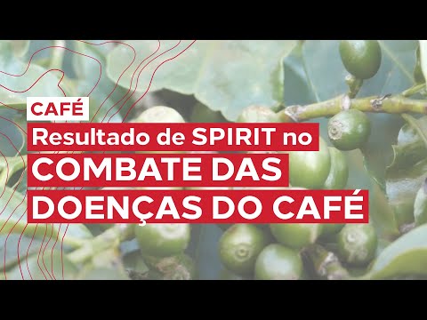 Programa Planta Forte IHARA - Spirit no combate do bicho mineiro, ferrugem e cigarra do café