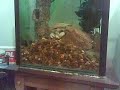 MY YABBIE LOVES CHICKEN MY YABBIE LOVES CHICKEN