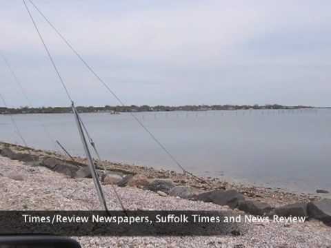 how to harvest bay scallops