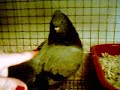 Me and Pidgey playing