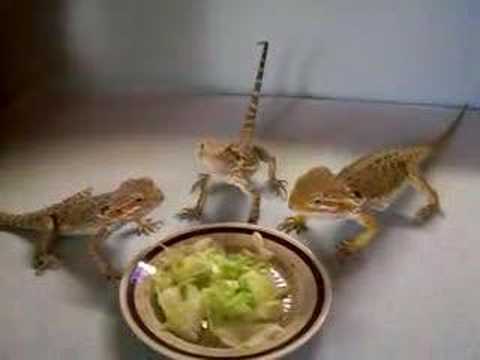 how to cure impaction bearded dragon