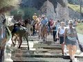 Donkeys in Santorini taking tourists up and down the steep steps to and from the summit
