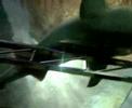 shark shark