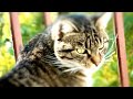 The Happy Cat  :]  Samsung HMX H105 test  (watch in HD)