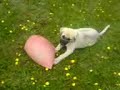 kangal tank, Hasan �stboga kangal kopekleri