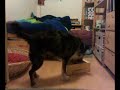 Clicker training: Shaping