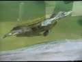 zoologico huachipa parte 1 zoologico huachipa parte 1