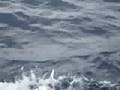 Angelica viendo delfines