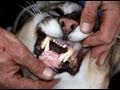 Catching Cougars in Utah