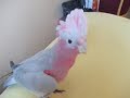 Silly Galah Silly Galah