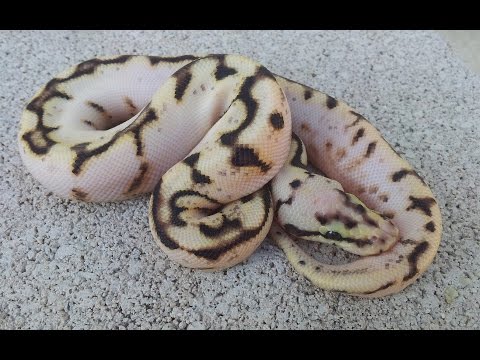 YouTube reptile video