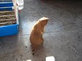 Macho de cynomys ludovicianus de 2 años, se llama Poky y le estoy buscando una nueva familia.