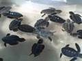Loggerhead Marinelife Center