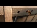 Red Mason Bee, Osmia Rufa, Rosse Metselbij; a pair building nest in wooden garden chair 2