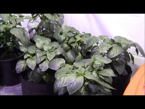 how to transplant bell peppers