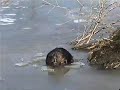 A Big Beaver