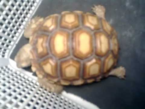 how to treat mbd in tortoises