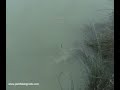 More Carp with Penfishingrods.com!