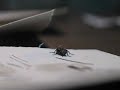 DANCING FLY PART IV