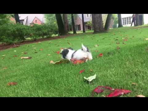 Gracie is a relaxed, intelligent, Imperial Shih Tzu who currently weighs less than 1lb