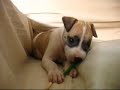 Cachorrinha Cachorrinha