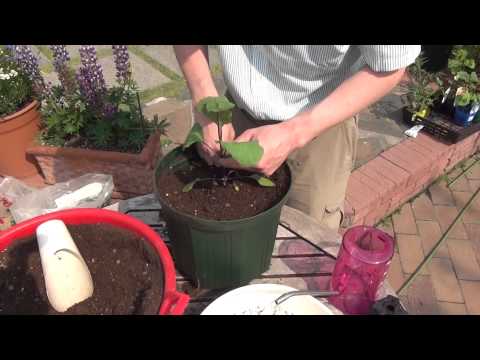 how to care eggplant