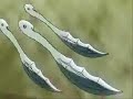 Belphegor?ver1 Belphegor?ver1