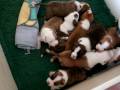 videos de amstaff 2 weeks 2