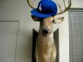 videos de Deer Beat Boxing- Featuring Brantliezae